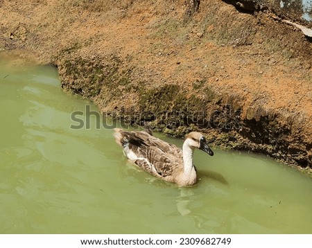 Swan goose , Anser cygnoides ,large goose
