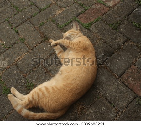 Lovely and friendly orange furred stray wild cat. Animal or fauna photography isolated on outside view. Cute wild feline image in Indonesia.