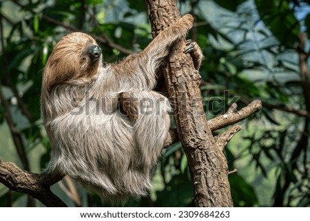 Relaxed sleepy Linnaeus's two-toed sloth, Choloepus didactylus Royalty-Free Stock Photo #2309684263