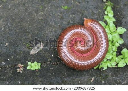 a millipede coiled above the road