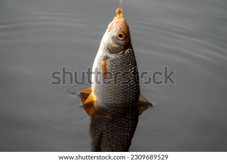 Roach. Gambling fishing on the river in the evening. Leger rig evening biting, bottom line set up Royalty-Free Stock Photo #2309689529