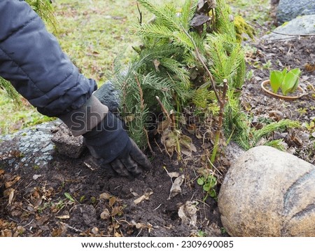 Protecting flower plants from frost and rodents. The gardener covers the plants with spruce branches. Autumn work in the garden Royalty-Free Stock Photo #2309690085