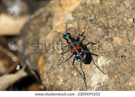 Very beautiful Japanese beetle Hanmyo (Cicindela japonica) with metallic luster and iridescent color (Sunny outdoor, close up macro photography)