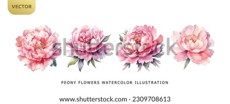 Peony pink flowers watercolor isolated on white background. Set of beautiful flower for wedding and invitation vector illustration Royalty-Free Stock Photo #2309708613