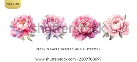 Peony pink flowers watercolor isolated on white background. Set of beautiful flower for wedding and invitation vector illustration Royalty-Free Stock Photo #2309708699