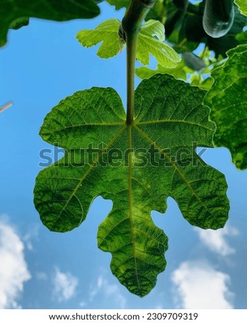 fig tree leaf with no edit