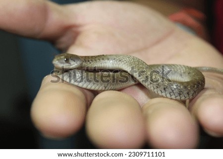 Snakes are elongated, limbless, carnivorous reptiles of the suborder Serpentes. Like all other squamates, snakes are ectothermic. Royalty-Free Stock Photo #2309711101