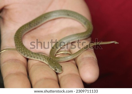 Snakes are elongated, limbless, carnivorous reptiles of the suborder Serpentes. Like all other squamates, snakes are ectothermic. Royalty-Free Stock Photo #2309711133