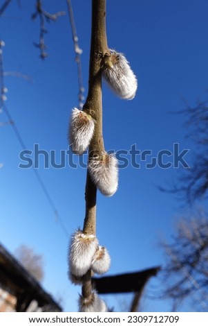 Witness the Gentle Sign of Spring with the White Catkins in February as They Flourish on Delicate Branches Against a Blue Sky and Sun's Warmth .