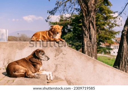 Photo of two dogs sitting on a wall