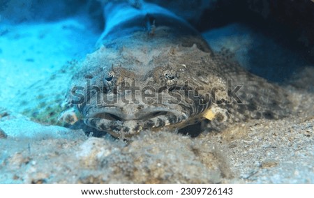 Crocodile fish close up picture, Red Sea 