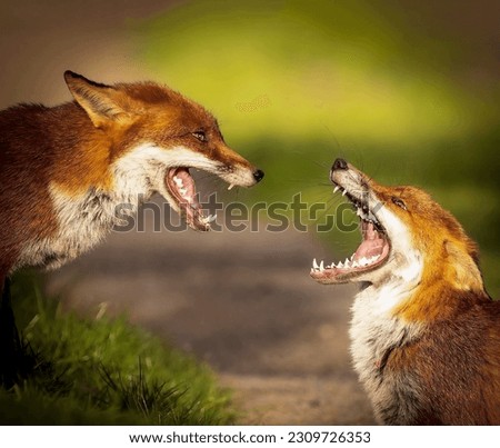 A pair of aggressive red foxes, viciously gaping toothy mouths, fiercely look at each other Royalty-Free Stock Photo #2309726353