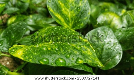 leaves wet with morning dew 