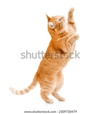 ginger cat stands on its hind legs and reaches up on a white isolated background Royalty-Free Stock Photo #2309730479