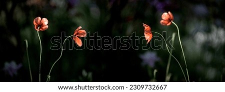 Panoramic picture with poppies. Wild poppies in Ukraine. Dark background and bright red poppies.