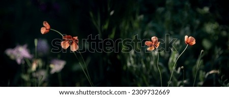Panoramic picture with poppies. Wild poppies in Ukraine. Dark background and bright red poppies.