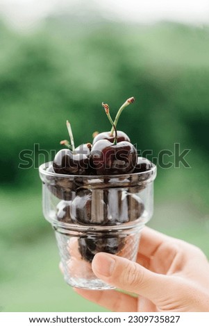 Dark Sweet Cherries in a glass stock photo