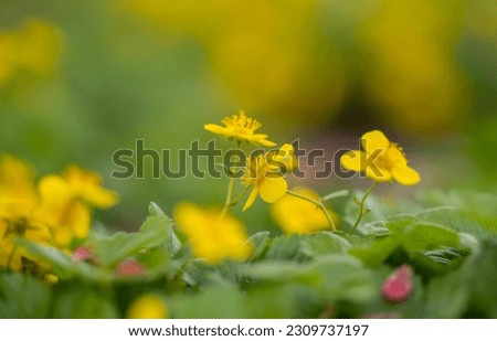 Waldsteinia fragarioides (Appalachian barren strawberry) blooming in a flower bed in spring Royalty-Free Stock Photo #2309737197