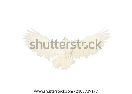 ฺBeautiful feathers on the back of Cockatoo parrot flying isolated on white background.