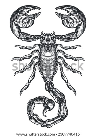 Hand drawing sketch scorpion. Predatory animal in vintage engraving style. Vector illustration Royalty-Free Stock Photo #2309740415
