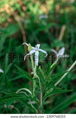 Kitolot flower is a traditional herbal medicine (Isotoma longiflora)