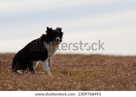 cute and amazing border collie dog