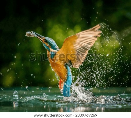 A wonderful kingfisher after a successful fishing hunt emerged from the dark water in small splashes with a fish in its beak Royalty-Free Stock Photo #2309769269