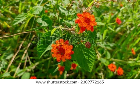 Lantana camara or chicken droppings, saliara or tembelekan is a type of flowering plant from the Verbenaceae family.