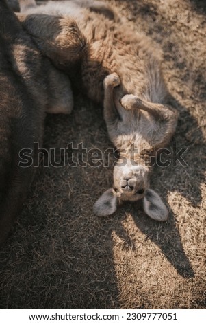 A kangaroo lying down in the grass looking up at the camera. 