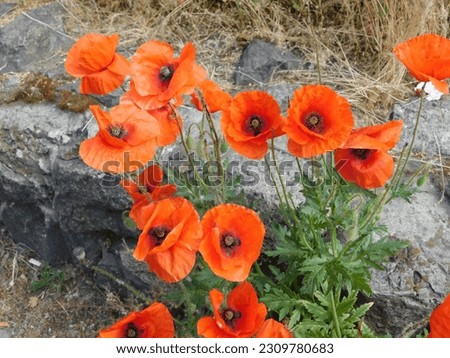 beautiful blooming poppies with red petals