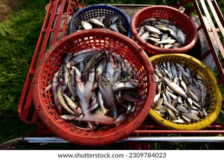 Selective focus, Group of Fresh fishes in basket for sale in market. Phalacronotus, Micronema, Chordata, Siluridae, freshwater fishing fish market concept. Royalty-Free Stock Photo #2309784023