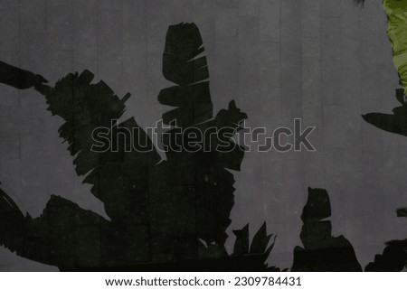 the tropical picture of water and leaves and flower in the water. the lake the shadowing in the water
