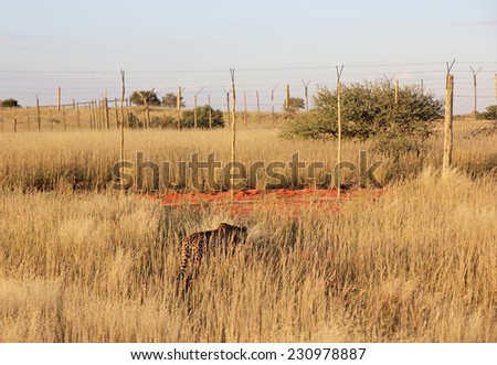 Cheetah walking in the savannah near a fence,Namibia