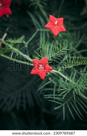 Single red star shaped Ipomoea Quaternary flower stock photo