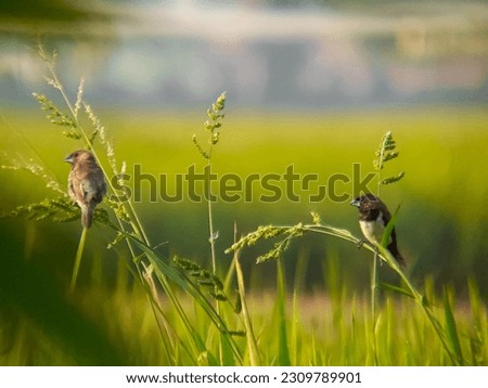 sparow bird among the rice plants. bondol, peking, rice pests