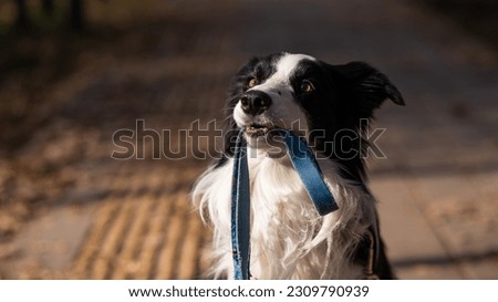 Border collie holding a leash in his mouth on a walk in the autumn park.