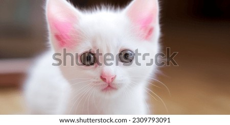 A kitten with a pink nose. Stock pic for background.