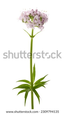 Valeriana officinalis flowers isoalted on white background Royalty-Free Stock Photo #2309794135