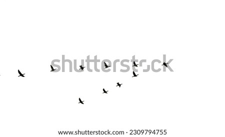 Birds flock flying isolated. white background