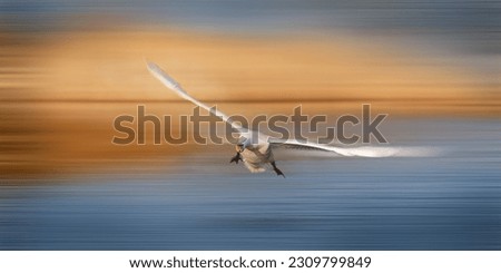 Photo art of mute swan male flying directly head on towards the viewer in blue and orange blurred colors