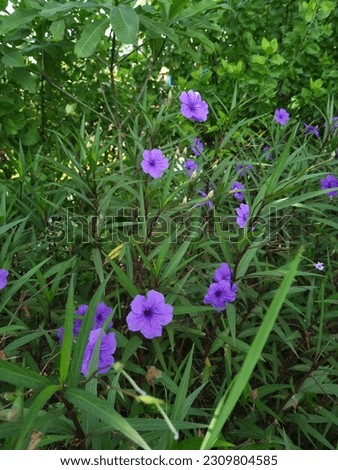 Kencana ungu or Ruellia simplex is a purple, pink or blue (some are white) flowering plant that comes from the Acanthaceae family. plants grow in the tropics