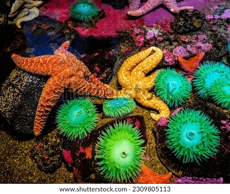 Colorful World of Sea Life