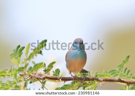 Blue Waxbill - African Wild Bird Background - Beautiful Colors in Nature
