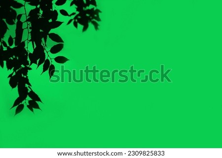 Silhouette of a tree branch on a green background, copy space