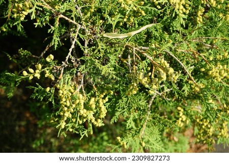 Thuja occidentalis tree grows in June. Thuja occidentalis, also known as northern white cedar, eastern white cedar, or arborvitae, is an evergreen coniferous tree. Berlin, Germany

