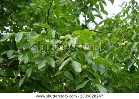 The fruits of Juglans regia ripen on the branches in June. Juglans regia, the Persian-, English-, Carpathian-, Madeira-, or common walnut,  is an Old World walnut tree species. Berlin, Germany Royalty-Free Stock Photo #2309828247