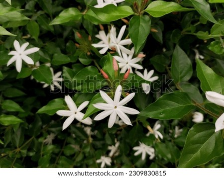 Jasminum multipartitum, the starry wild jasmine, African jasmine, or imfohlafohlane, is a species of jasmine, in the family Oleaceae.