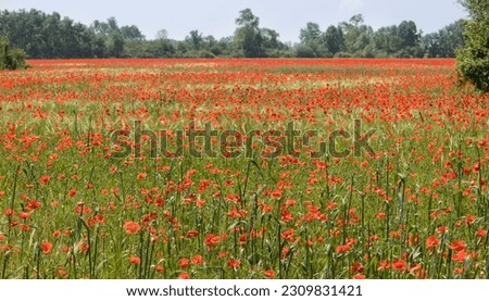 large poppy field in spring. A nice red and green contrast in nature