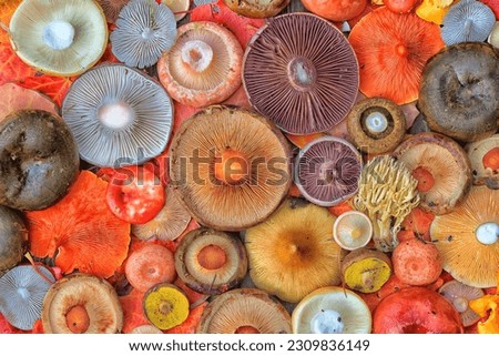 toadstool mushrooms toxic psychedelic dangerous ecosystem Royalty-Free Stock Photo #2309836149