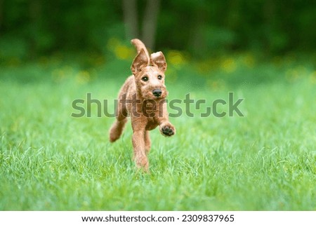 Beautiful irish terrier puppy running outdoor, green blurred background on spring grass